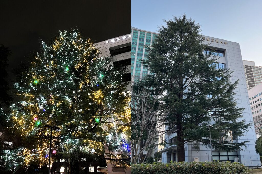 千葉工業大学キャンパスのヒマラヤ杉のイルミネーション点灯中（左）と、撤去後の通常時の様子（右）を並べた比較画像。